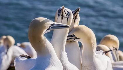 九游体育登录入口-深圳领航队核心控卫发挥稳定串联全队攻势，深圳领航者篮球队官网