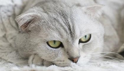 九游体育登录入口-深圳领航队核心控卫发挥稳定串联全队攻势，深圳领航者篮球队官网